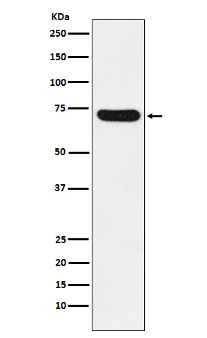 1 - Anti-NOXA2/p67phox Rabbit Monoclonal Antibody ABO15408