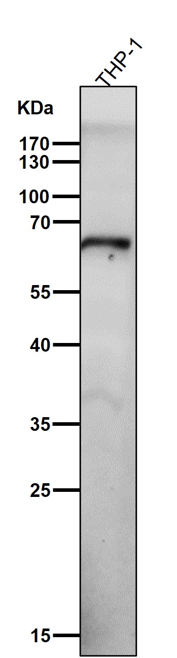 1 - Anti-NOXA2/p67phox Rabbit Monoclonal Antibody ABO15408