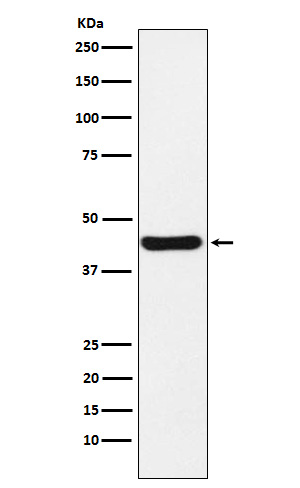 1 - Anti-NUDEL Rabbit Monoclonal Antibody ABO15409
