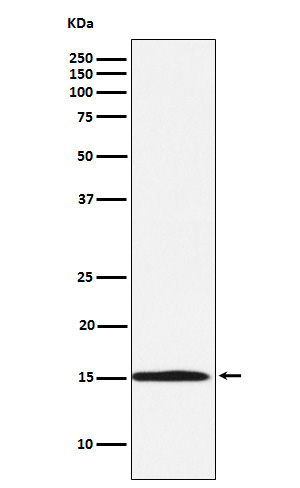 1 - Anti-Ube2N / Ubc13 Rabbit Monoclonal Antibody ABO15411