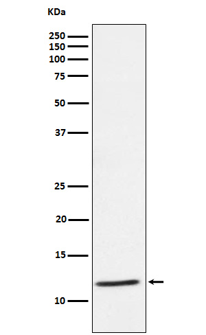 1 - Anti-DAP12 Rabbit Monoclonal Antibody ABO15412