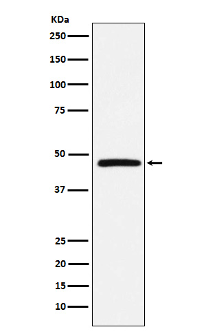 1 - Anti-DARC Rabbit Monoclonal Antibody ABO15414