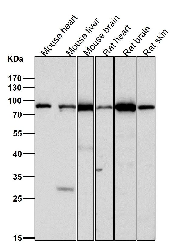 1 - Anti-TNPO3 Rabbit Monoclonal Antibody ABO15415