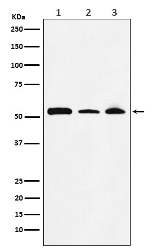 1 - Anti-NONO / p54nrb Rabbit Monoclonal Antibody ABO15416