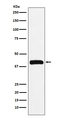 1 - Anti-Bub3 Rabbit Monoclonal Antibody ABO15417