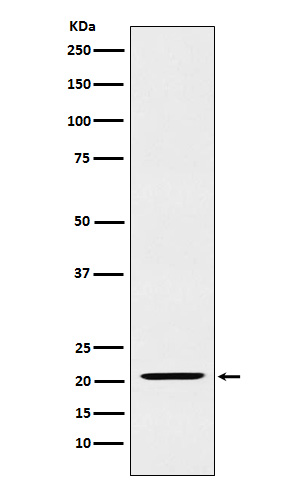 1 - Anti-IL23 Rabbit Monoclonal Antibody ABO15422