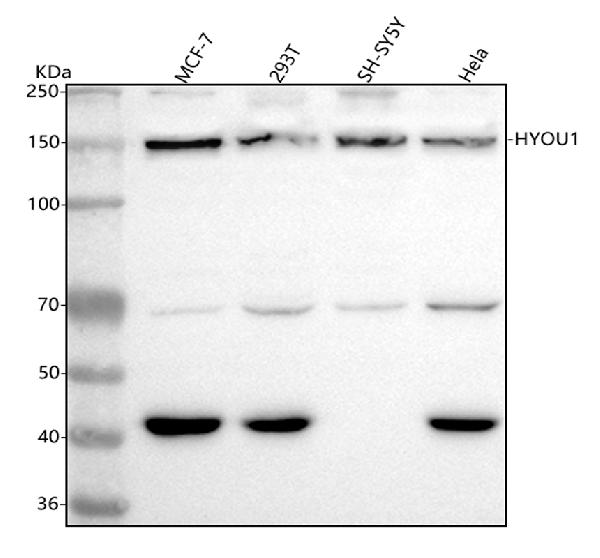 1 - Anti-ORP150 Rabbit Monoclonal Antibody ABO15423