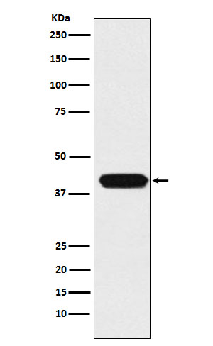 1 - Anti-ATOH1 Rabbit Monoclonal Antibody ABO15428
