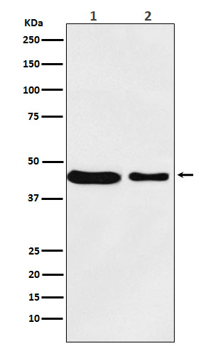 1 - Anti-MC4 Receptor Rabbit Monoclonal Antibody ABO15432