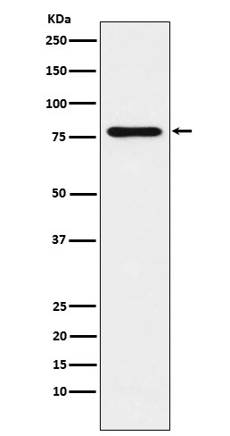1 - Anti-SUN2 Rabbit Monoclonal Antibody ABO15434