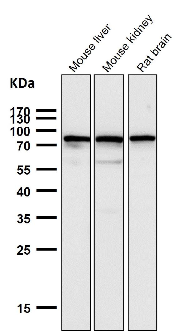 1 - Anti-SUN2 Rabbit Monoclonal Antibody ABO15434