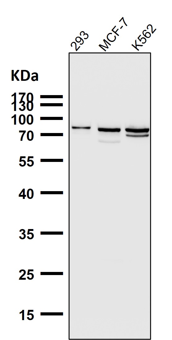 1 - Anti-SUN2 Rabbit Monoclonal Antibody ABO15434