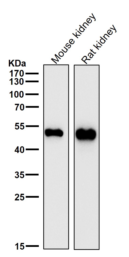 1 - Anti-Glutathione Synthetase Rabbit Monoclonal Antibody ABO15435