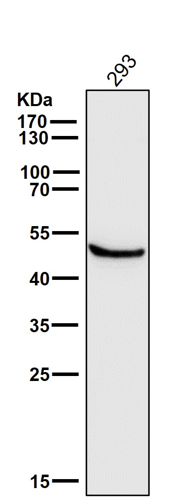 1 - Anti-Glutathione Synthetase Rabbit Monoclonal Antibody ABO15435