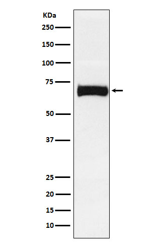 1 - Anti-Nectin 2 Rabbit Monoclonal Antibody ABO15439