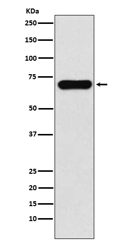 1 - Anti-PCK1 Rabbit Monoclonal Antibody ABO15442