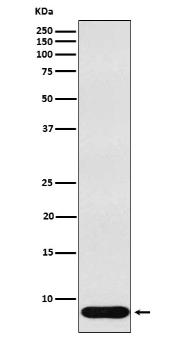 1 - Anti-beta Defensin 1 Rabbit Monoclonal Antibody ABO15443