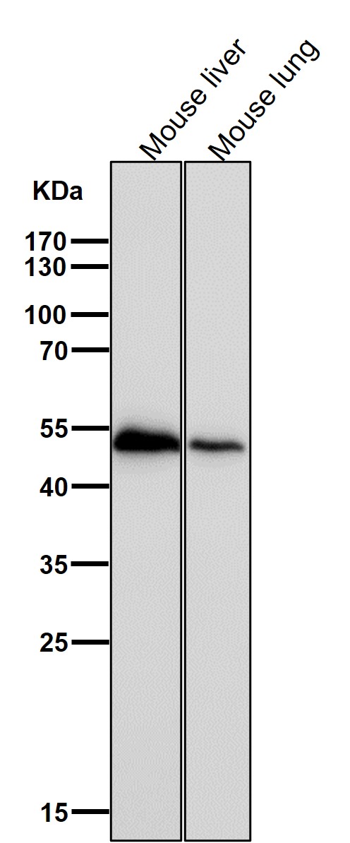 1 - Anti-Retinoid X Receptor alpha Rabbit Monoclonal Antibody ABO15447