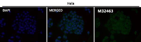 1 - Anti-MGEA5 Rabbit Monoclonal Antibody ABO15449