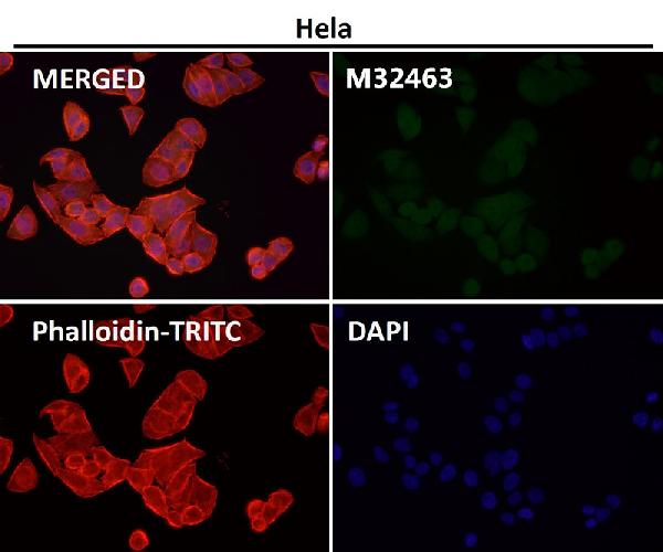 1 - Anti-MGEA5 Rabbit Monoclonal Antibody ABO15449