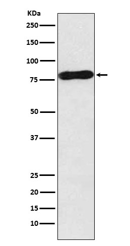 1 - Anti-c-Myb Rabbit Monoclonal Antibody ABO15451
