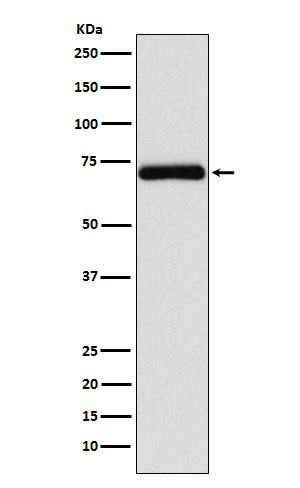 1 - Anti-Frizzled 8 Rabbit Monoclonal Antibody ABO15452