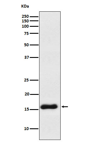 1 - Anti-VAMP1 Rabbit Monoclonal Antibody ABO15453