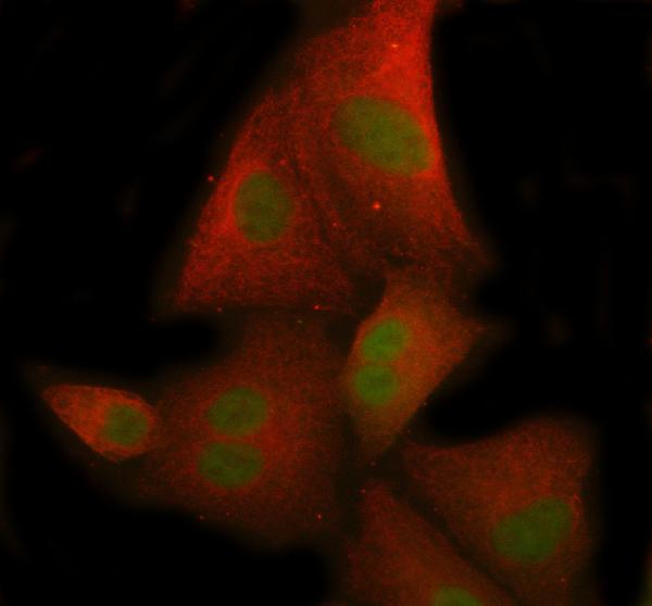 3 - Anti-RACK1 Rabbit Monoclonal Antibody ABO15455