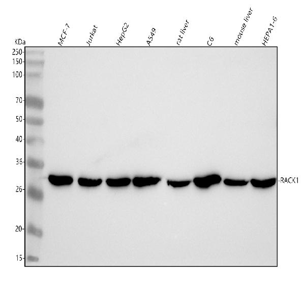1 - Anti-RACK1 Rabbit Monoclonal Antibody ABO15455