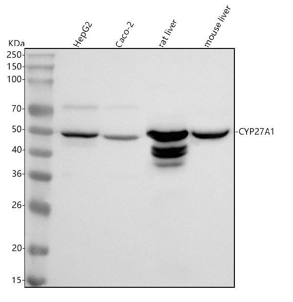 1 - Anti-CYP27A1 Rabbit Monoclonal Antibody ABO15456
