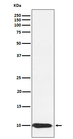 1 - Anti-BANF1 Rabbit Monoclonal Antibody ABO15459
