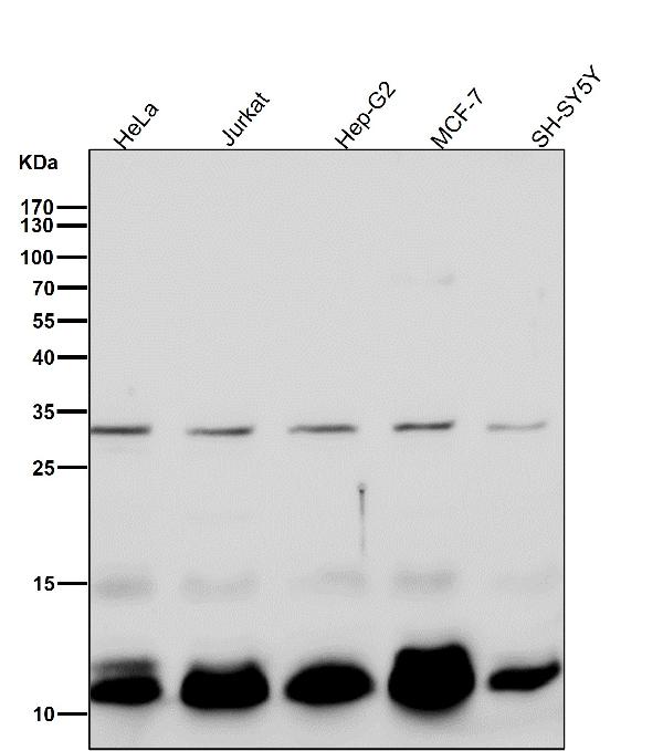 1 - Anti-BANF1 Rabbit Monoclonal Antibody ABO15459