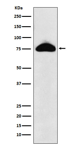 1 - Anti-CD66b Rabbit Monoclonal Antibody ABO15460