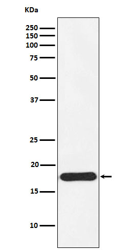 1 - Anti-Ndufs4 Rabbit Monoclonal Antibody ABO15461