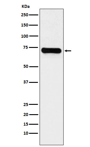 1 - Anti-LysRS Rabbit Monoclonal Antibody ABO15462