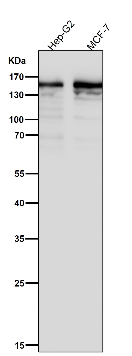 1 - Anti-DIAPH1 Rabbit Monoclonal Antibody ABO15463