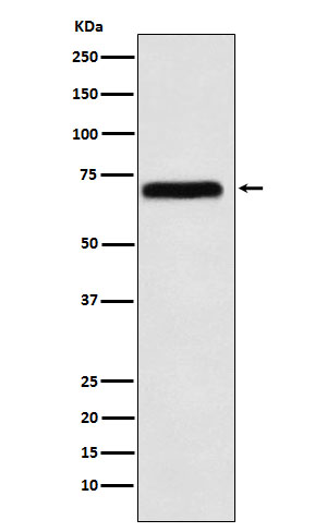 1 - Anti-NXF1 Rabbit Monoclonal Antibody ABO15464