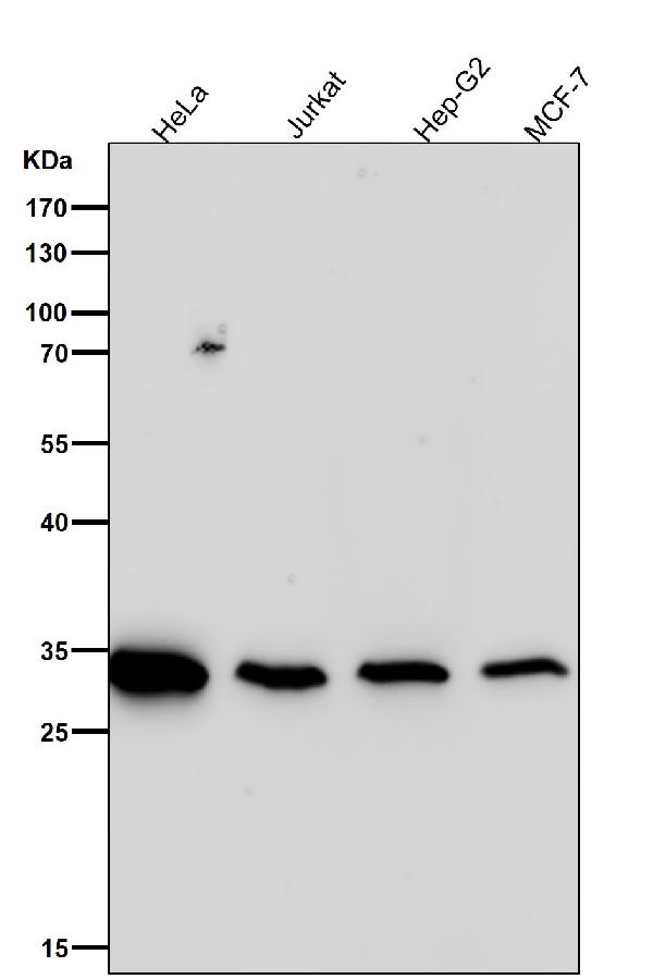 1 - Anti-Syntenin Rabbit Monoclonal Antibody ABO15466