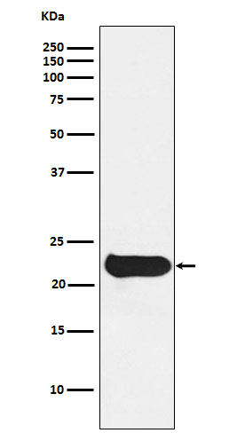 1 - Anti-Glutathione Peroxidase 2 Rabbit Monoclonal Antibody ABO15467