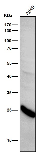 1 - Anti-Glutathione Peroxidase 2 Rabbit Monoclonal Antibody ABO15467
