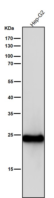 1 - Anti-Glutathione Peroxidase 2 Rabbit Monoclonal Antibody ABO15467