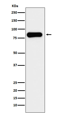 1 - Anti-Aconitase 2 Rabbit Monoclonal Antibody ABO15470