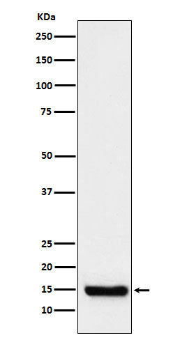 1 - Anti-TTC11 Rabbit Monoclonal Antibody ABO15473