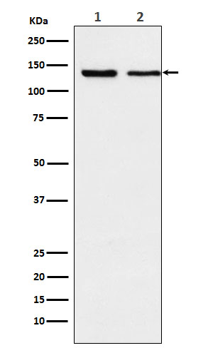 1 - Anti-Exportin 5 Rabbit Monoclonal Antibody ABO15474