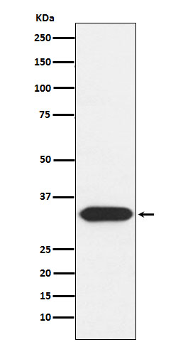 1 - Anti-Syntaxin 3 Rabbit Monoclonal Antibody ABO15476