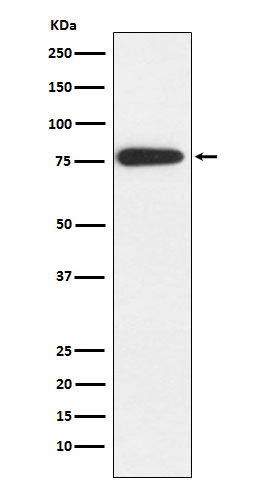 1 - Anti-MARK2 Rabbit Monoclonal Antibody ABO15477