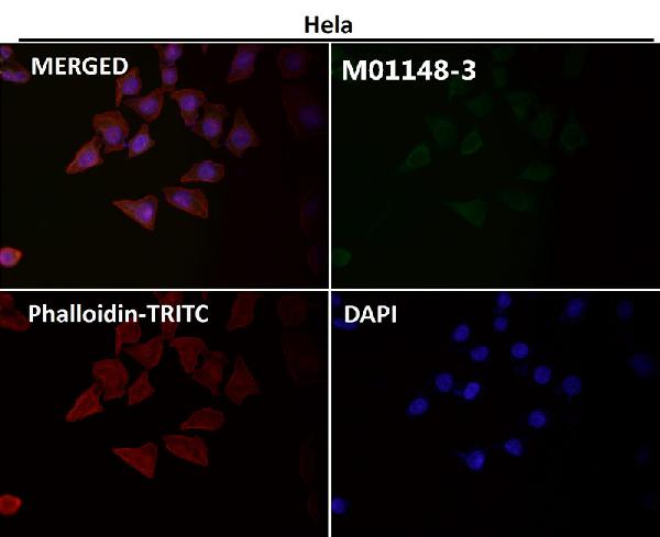 1 - Anti-CD27 Rabbit Monoclonal Antibody ABO15478