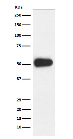 1 - Anti-CD27 Rabbit Monoclonal Antibody ABO15478
