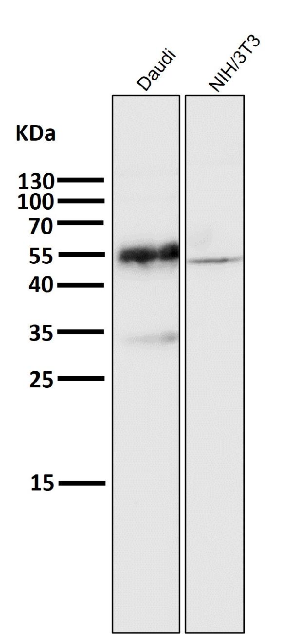 1 - Anti-CD27 Rabbit Monoclonal Antibody ABO15478