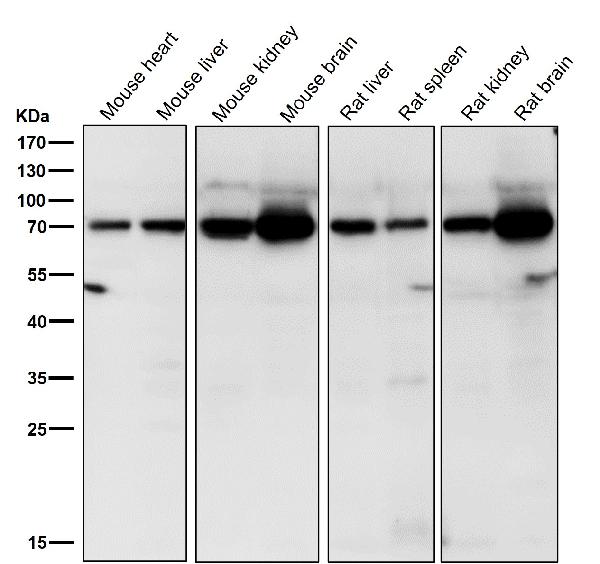1 - Anti-Guanylyl Cyclase beta 1 Rabbit Monoclonal Antibody ABO15481